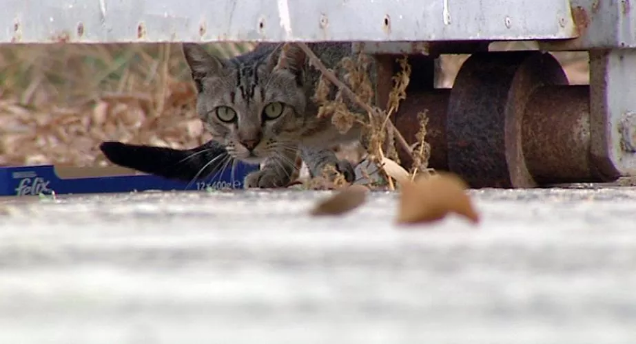 El ayuntamiento recuerda que está abierto el proceso para obtener un carné de persona alimentadora de gatos 