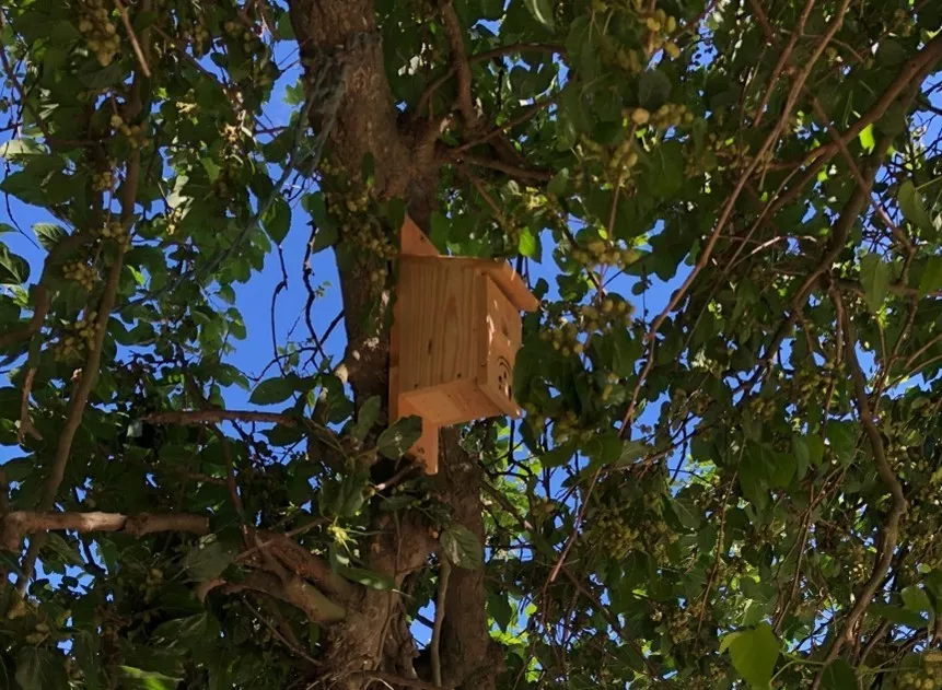 Los pájaros insectívoros ayudan a prevenir enfermedades como el Virus del Nilo