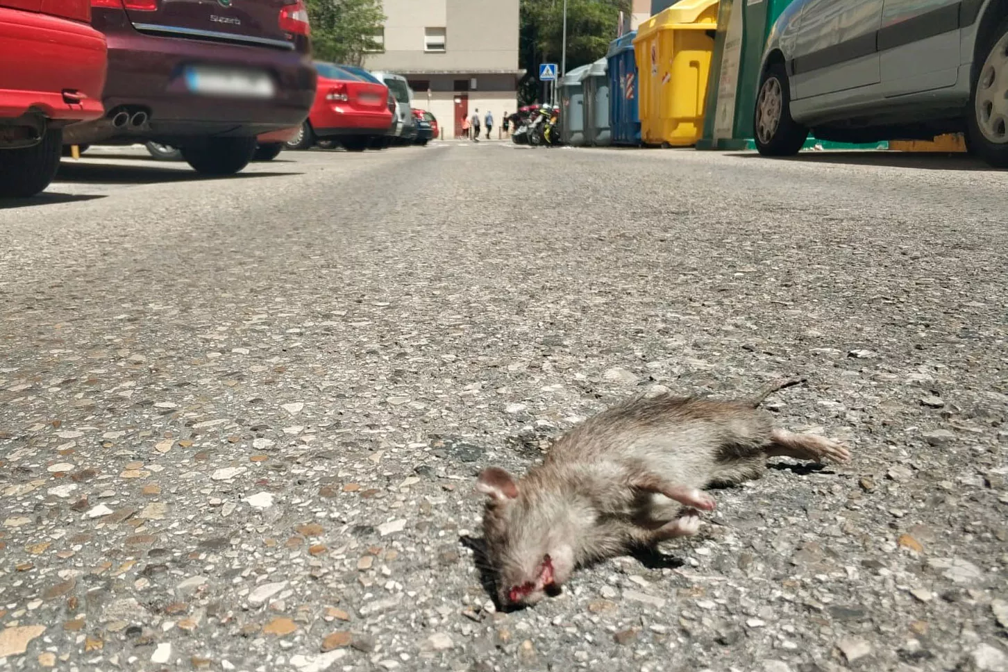 La A.VV. Manuel de Falla denuncia la presencia de roedores en las calles de La Laguna.