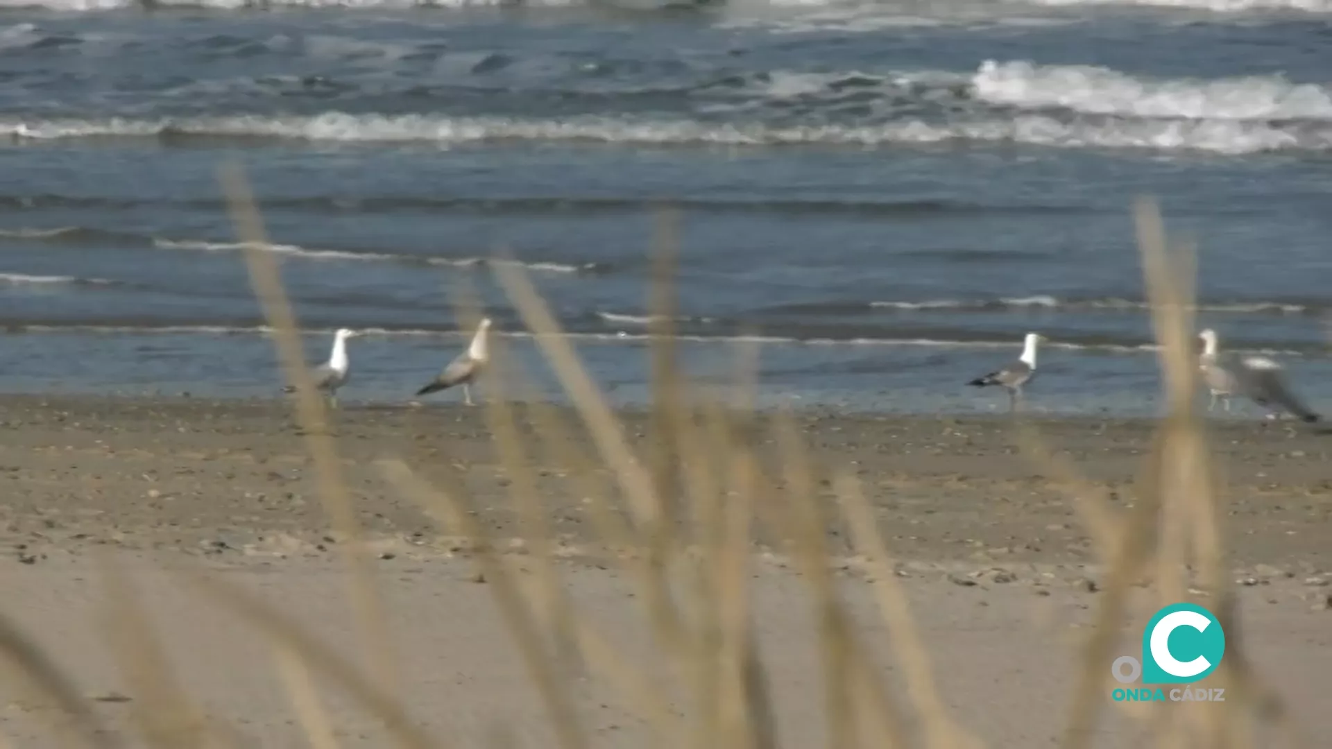 La recogida de residuos comienza en la playa de Cortadura