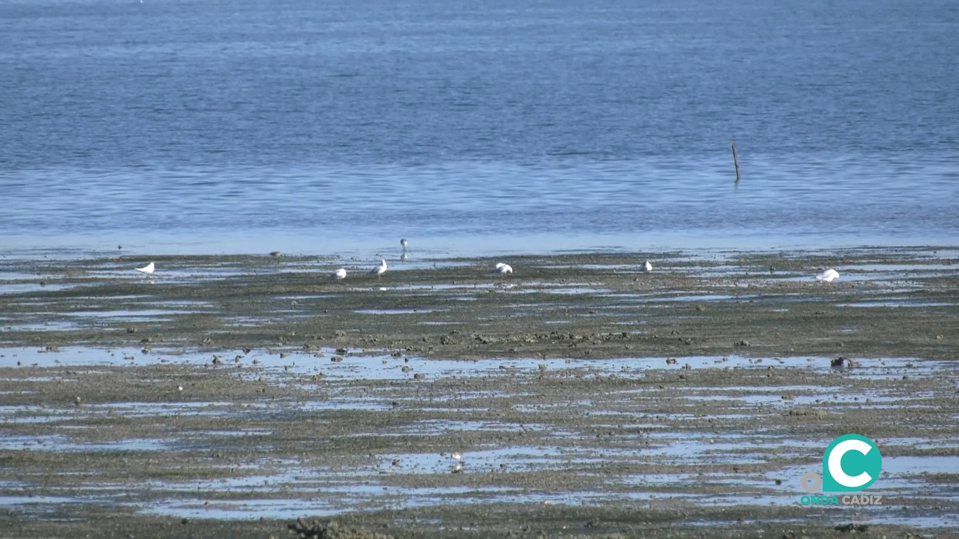 En la provincia de  Cádiz se pueden avistar unas 400 especies de aves diferentes