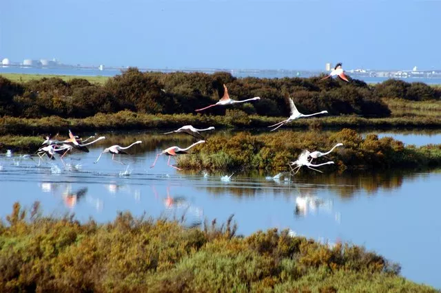 Marismas de la Bahía de Cádiz