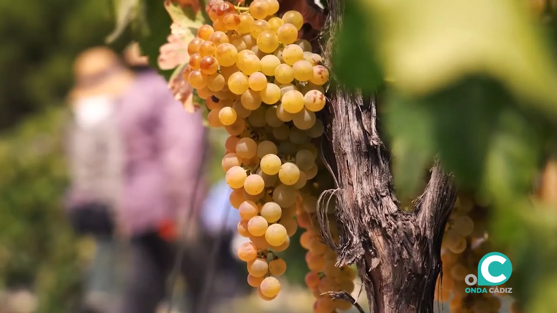 Las Bodegas Barbadillo, que han cumplido 200 años desde su fundación, es una de las galardonadas Las Bodegas Barbadillo, que han cumplido 200 años desde su fundación, es una de las galardonadas