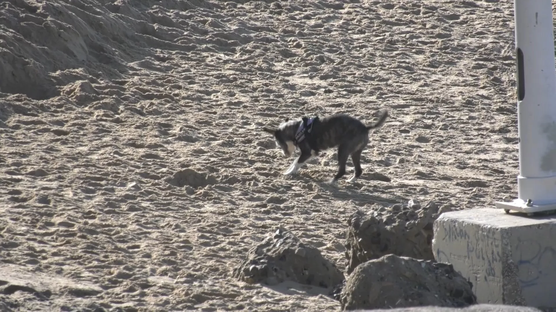 Un perro juega en la playa 