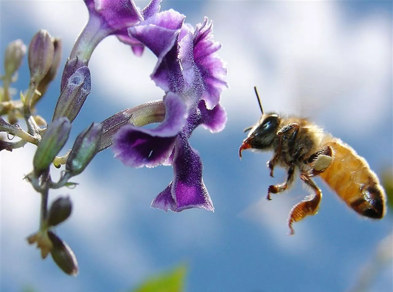 Abejas. Archivo Abejas. Archivo