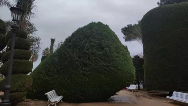 Las plantaciones se harán en dos fases en toda la ciudad