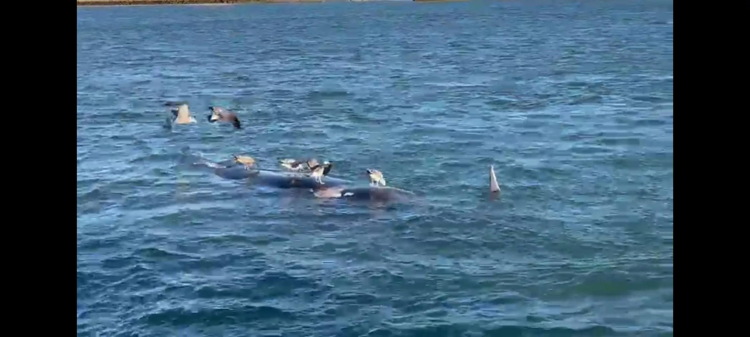 El cuerpo del cetáceo flotaba frente al Club Náutico de Cádiz