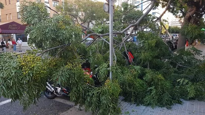 La rama ha dañado a 8 motos que estaban aparcadas