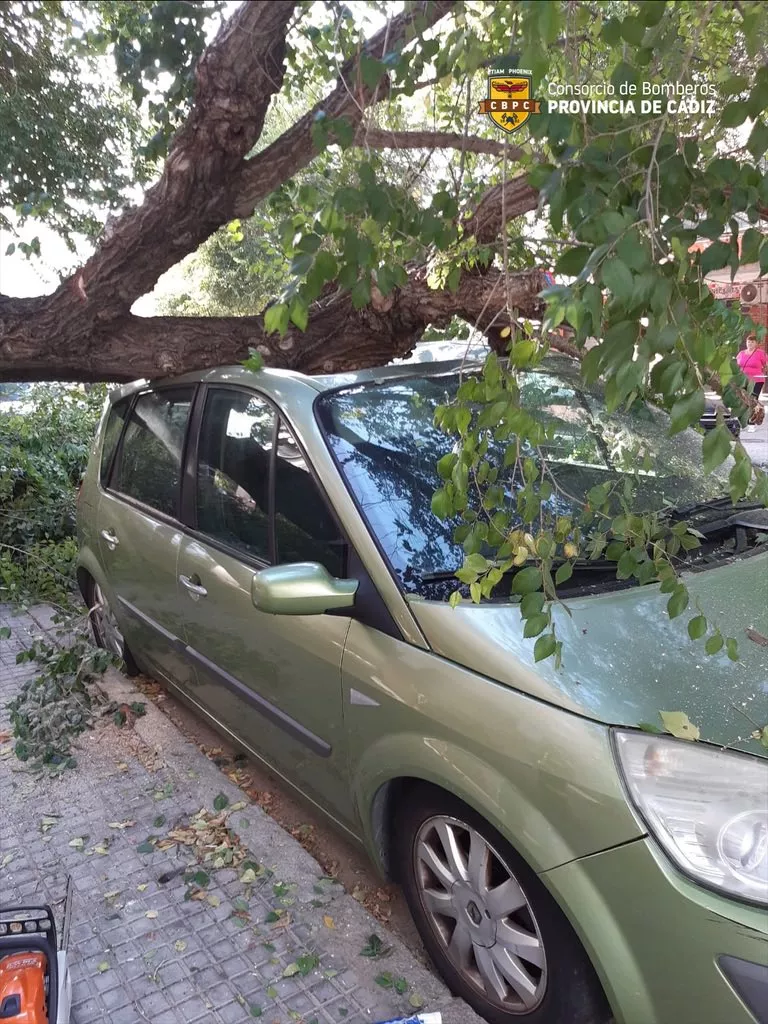 Árbol caído en Bahía blanca