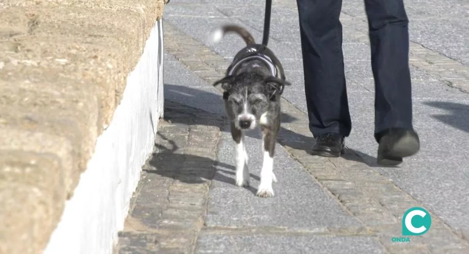 Perro paseando Perro paseando