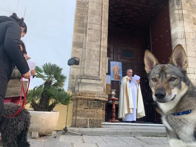 Bendición de animales en Santo Domingo