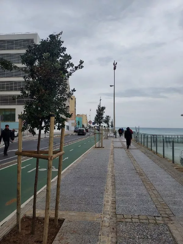 Son 49 árboles los que se han plantado en el Paseo Marítimo de la ciudad