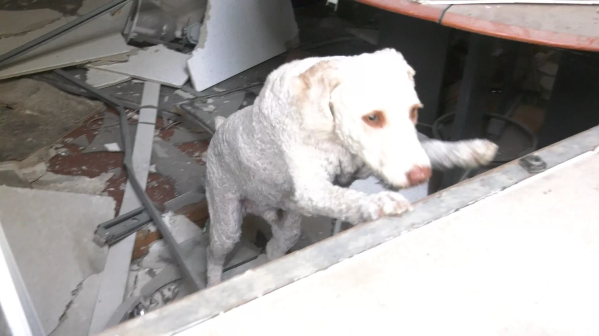 Tedy, un perro de agua de la unidad canina, durante el simulacro que se ha llevado a cabo este jueves