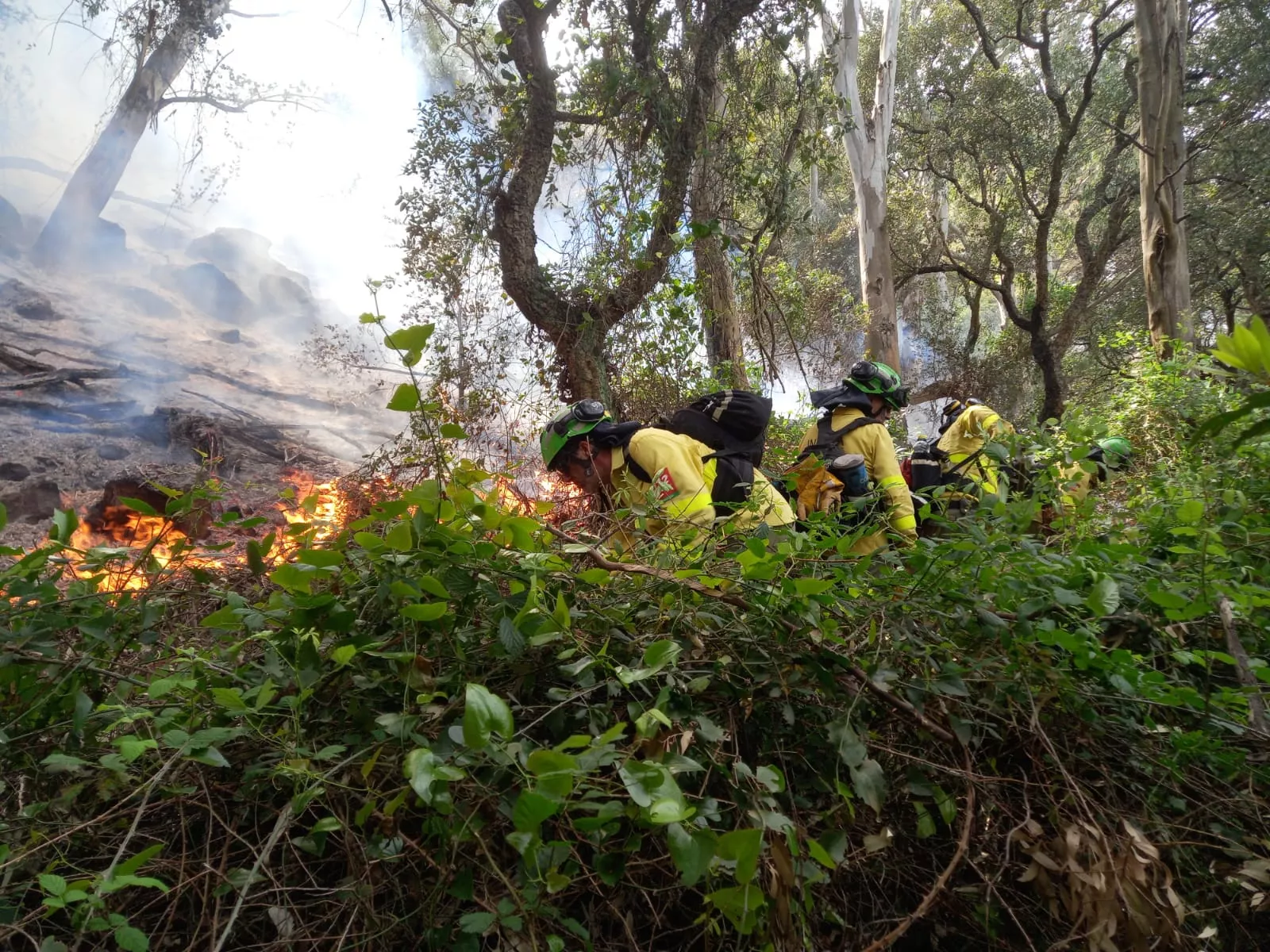 Agentes de intervención antiincendios actuando en el fuego declarado en Tarifa