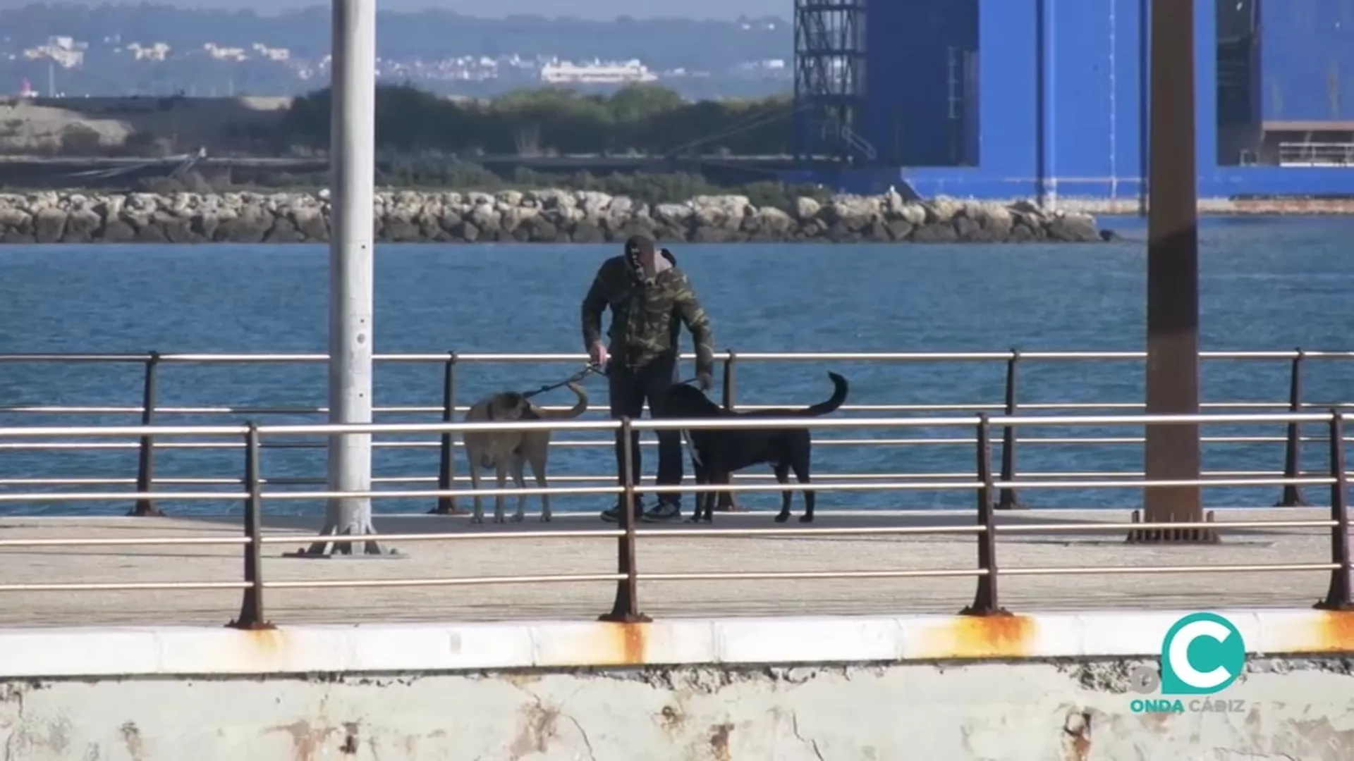 El espacio para la playa para perros está por definiri