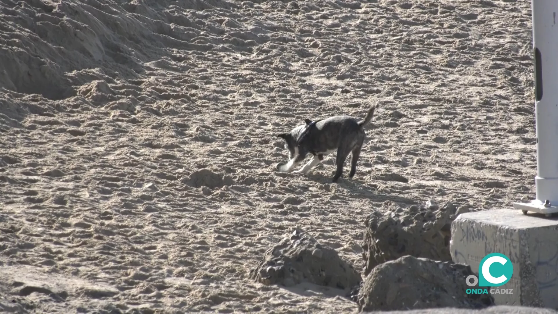 Los animales mayores son más vulnerables ante el calor