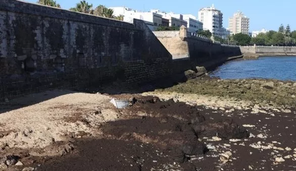 El Ayuntamiento ha pedido a la Demarcación de Costas que retire las algas de la playa
