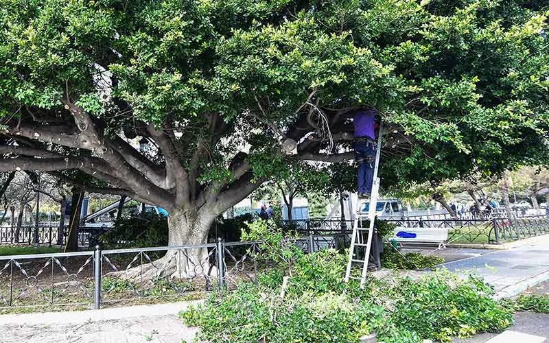 Poda de árbol en Plaza de España. ...