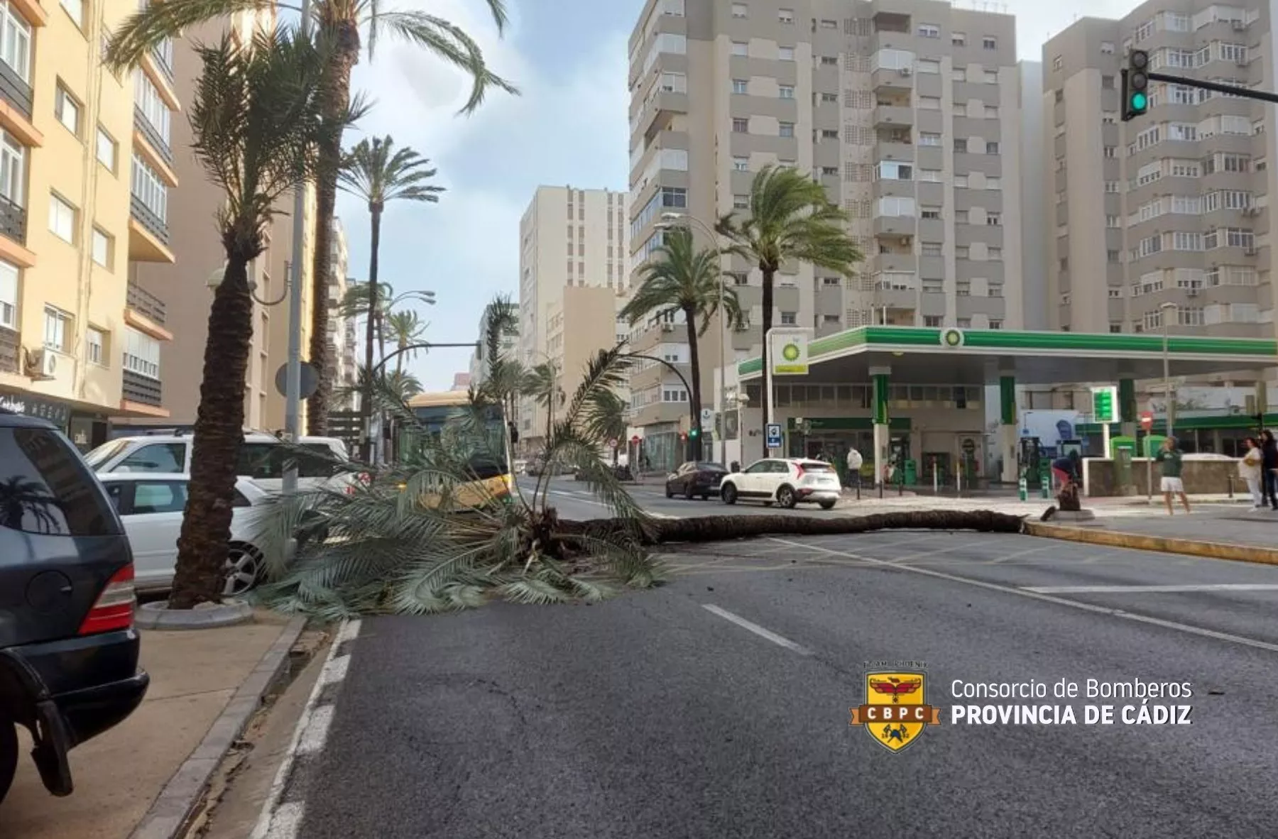 Imagen de la Palmera que ha caído en la Avenida Cayetano del Toro 