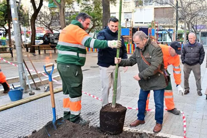 Plantación de un ejemplar de brachichito en la Plaza Pintor Clemente de Torres.