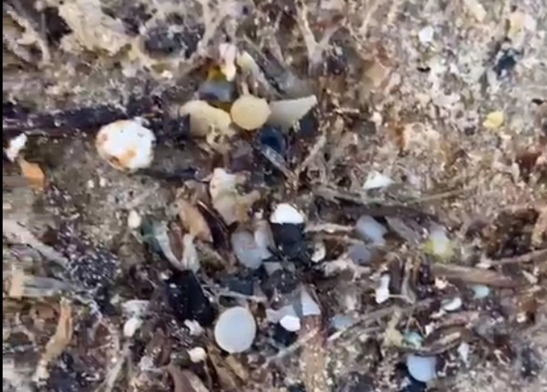 Bolitas de pélets aparecidas en la playa de Bolonia.