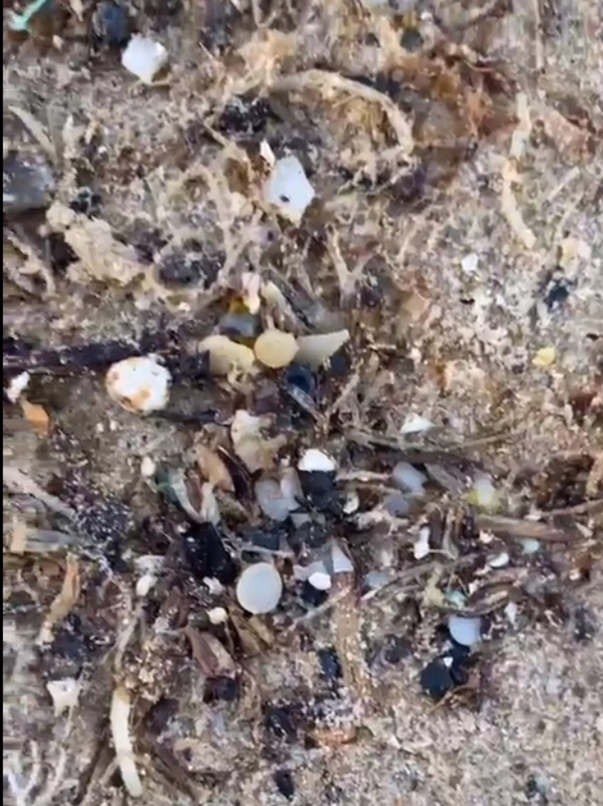 Bolitas de pélets aparecidas en la playa de Bolonia. Bolitas de pélets aparecidas en la playa de Bolonia.