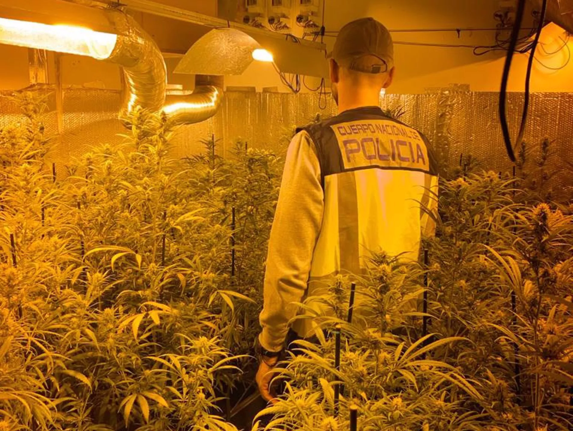 Un agente examina una de las plantaciones de marihuana intervenidas.