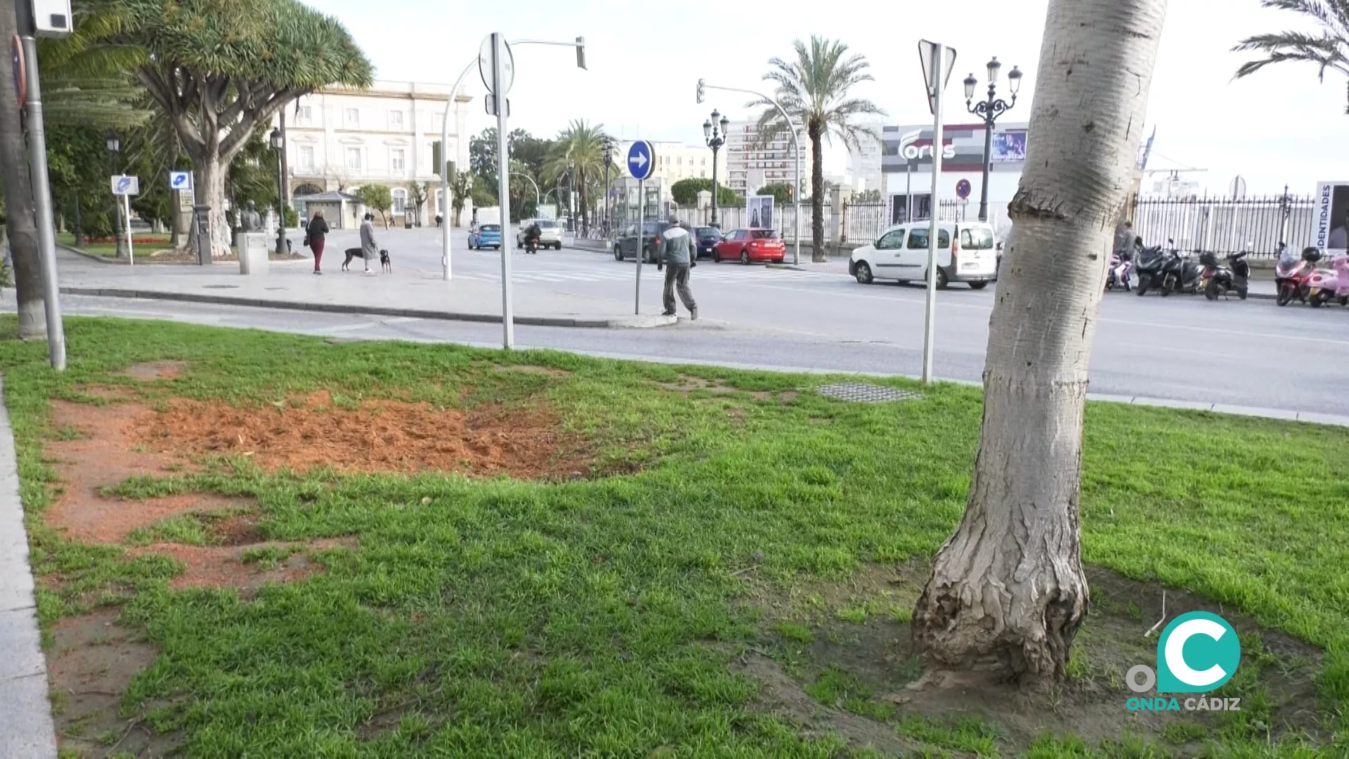 El Consistorio ha decidido su retirada por riesgo de caída. 