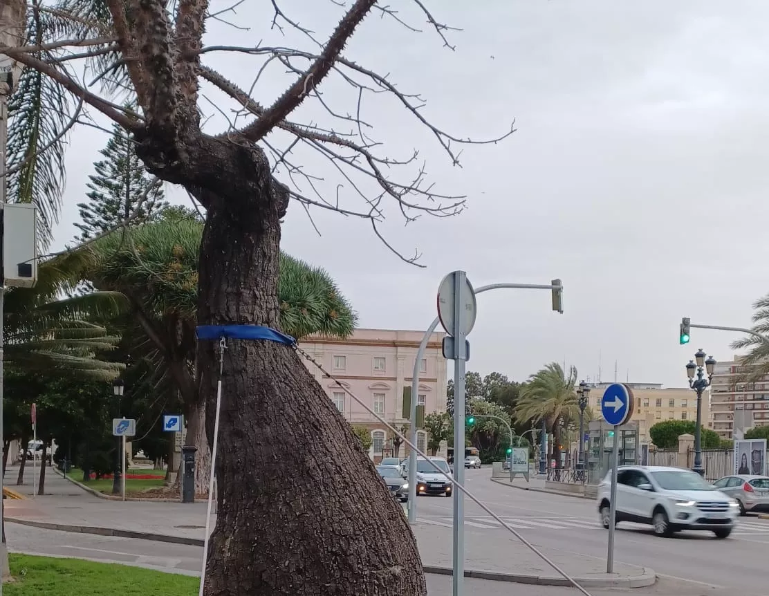 Imagen del árbol singular situado en los jardines de Canalejas.