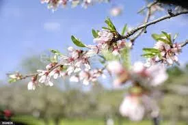 Almendros en flor