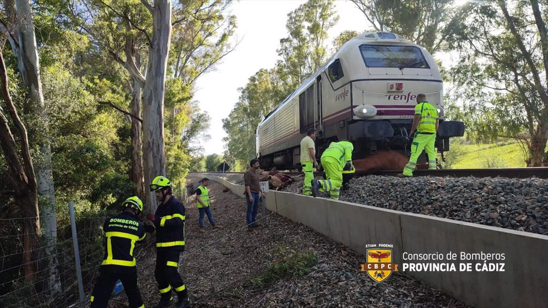 Operarios de Adif y Bomberos retirando las vacas arrolladas por el tren en Jimena