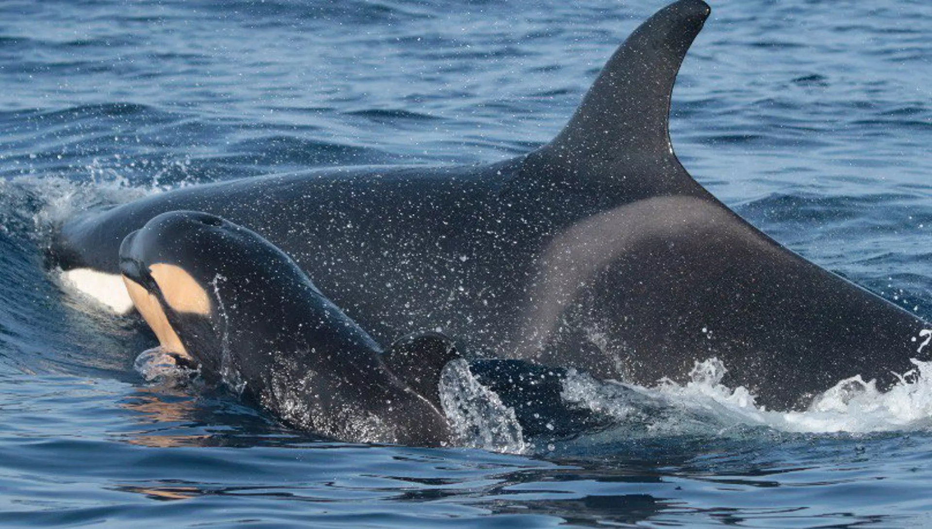 La población de orcas del Estrecho de Gibraltar y del Golfo de Cádiz está catalogada como "vulnerable".