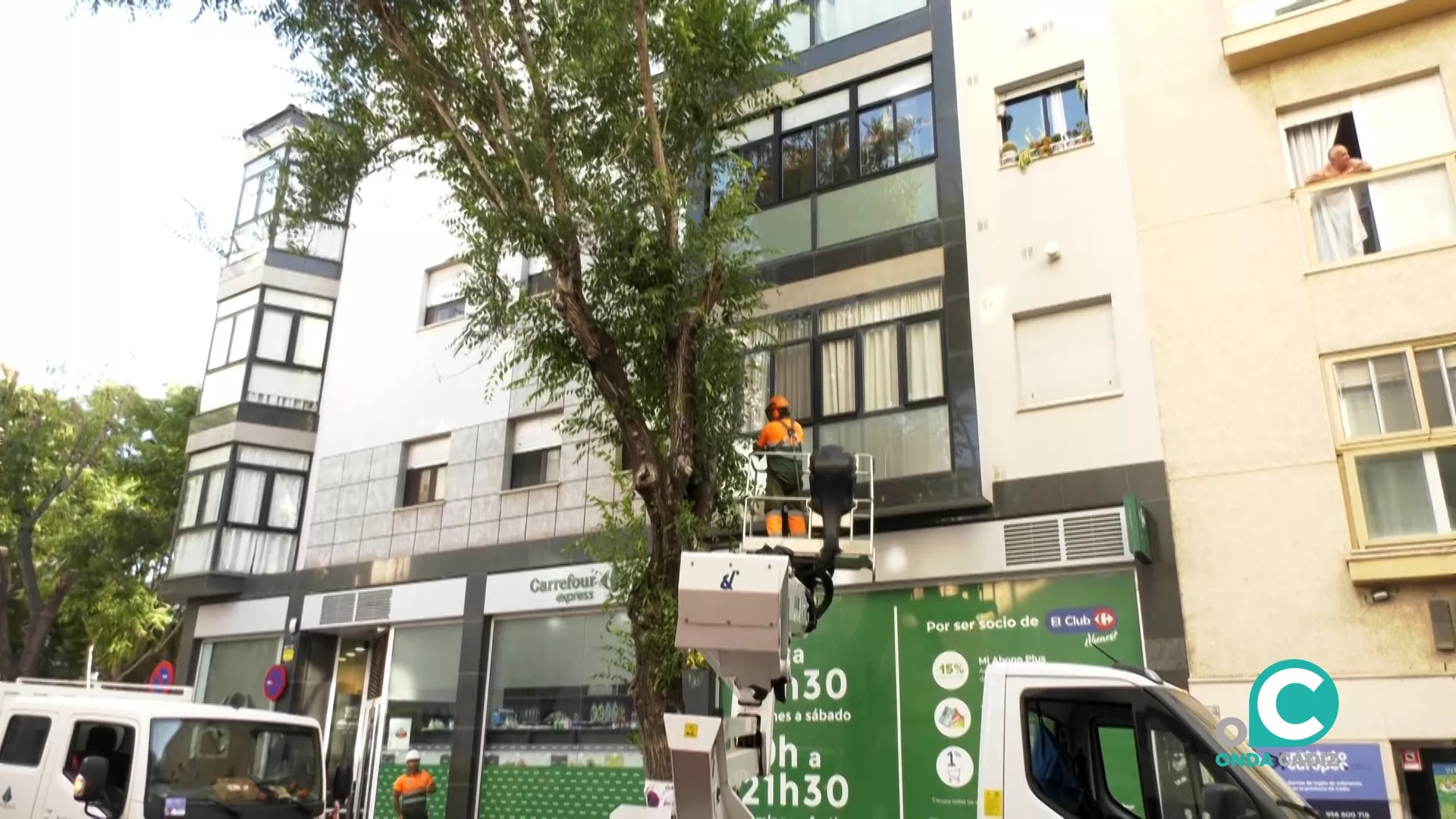 Desde primera hora de la mañana se están llevando a cabo trabajos para la revisión del arbolado de esta vía.