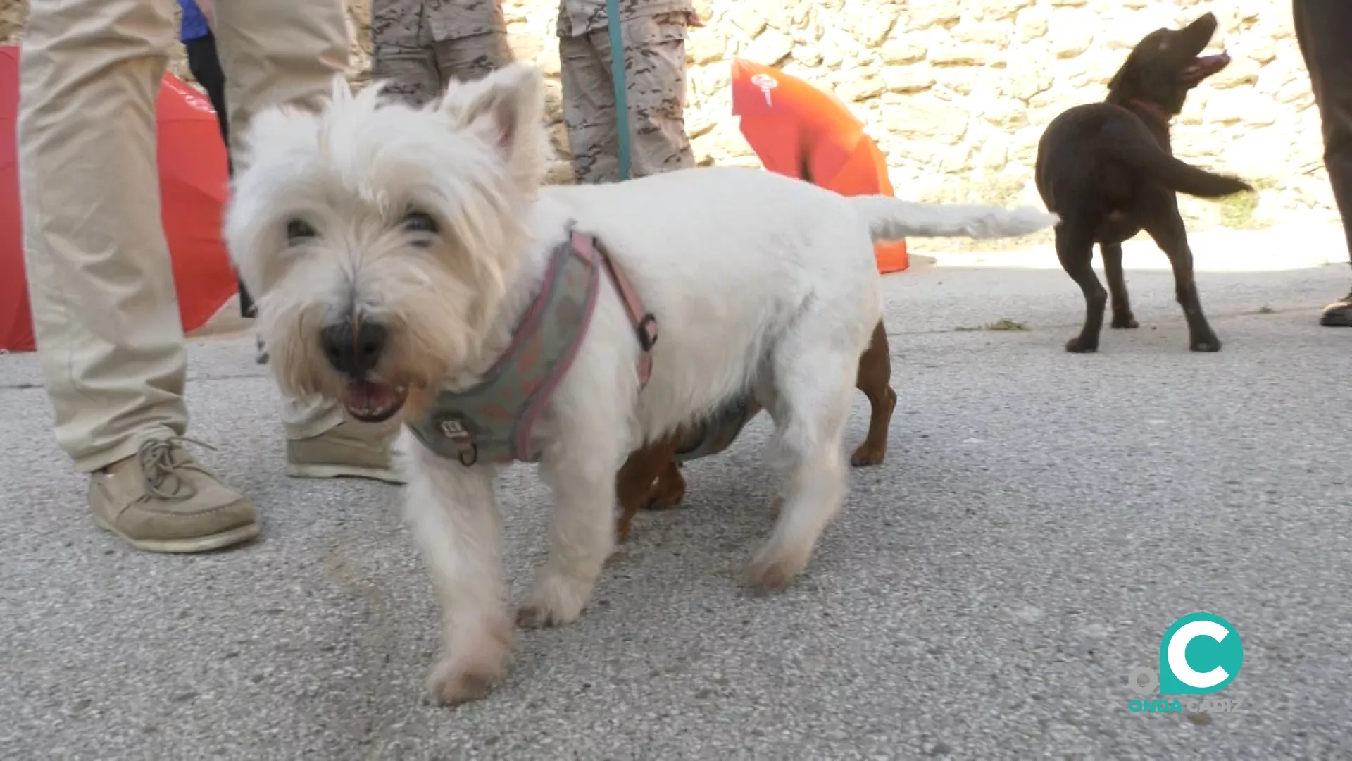 El acto contó con una exhibición de las capacidades de los guías caninos de las Fuerzas y Cuerpos de Seguridad del Estado.