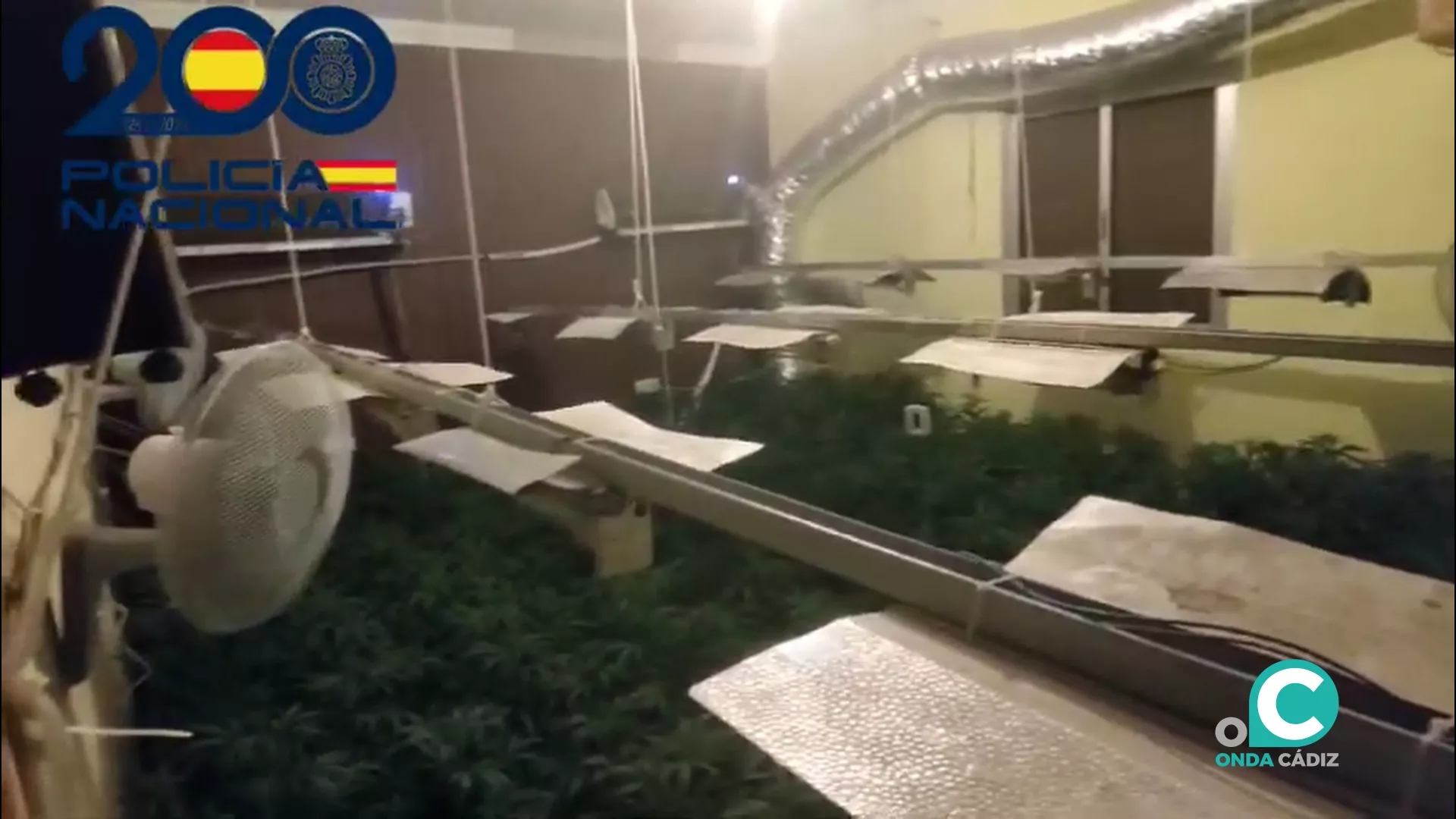 Imagen de una de las plantaciones de interior de marihuana. 