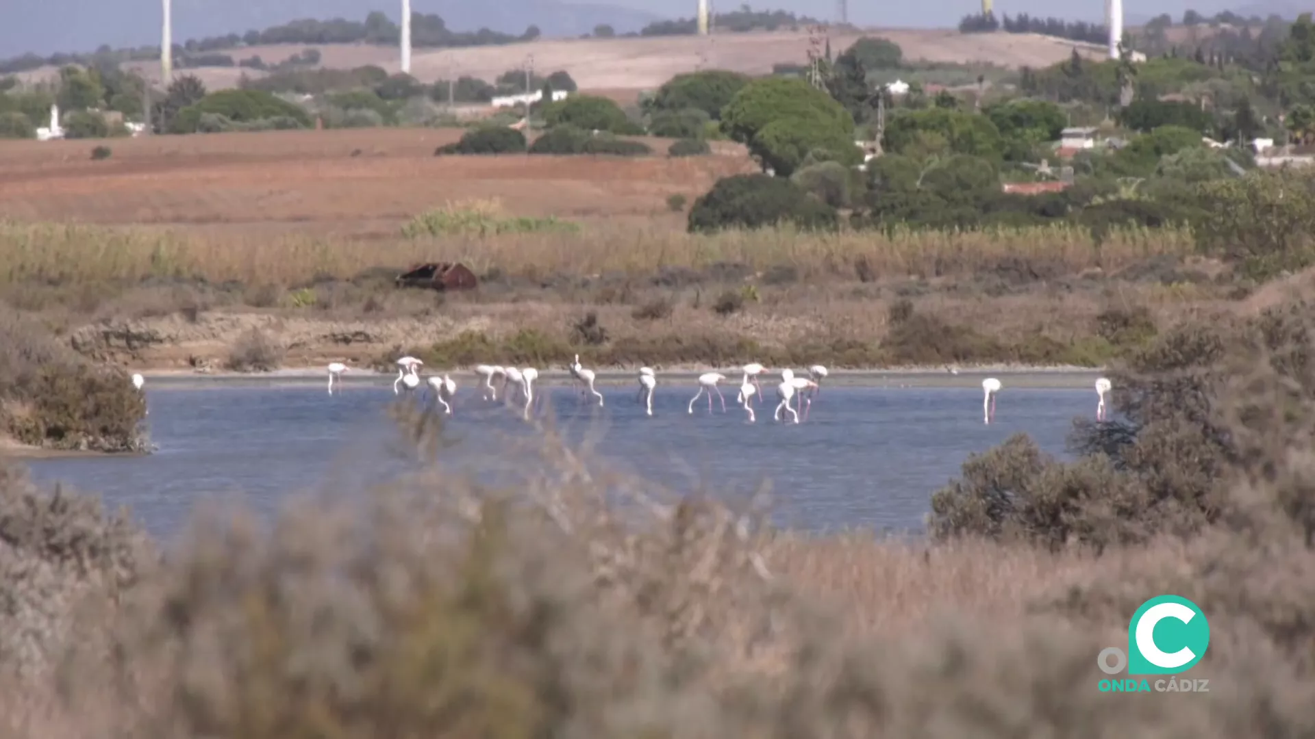 Los flamencos es una de las especies más reconocibles que conforman este particular ecosistema