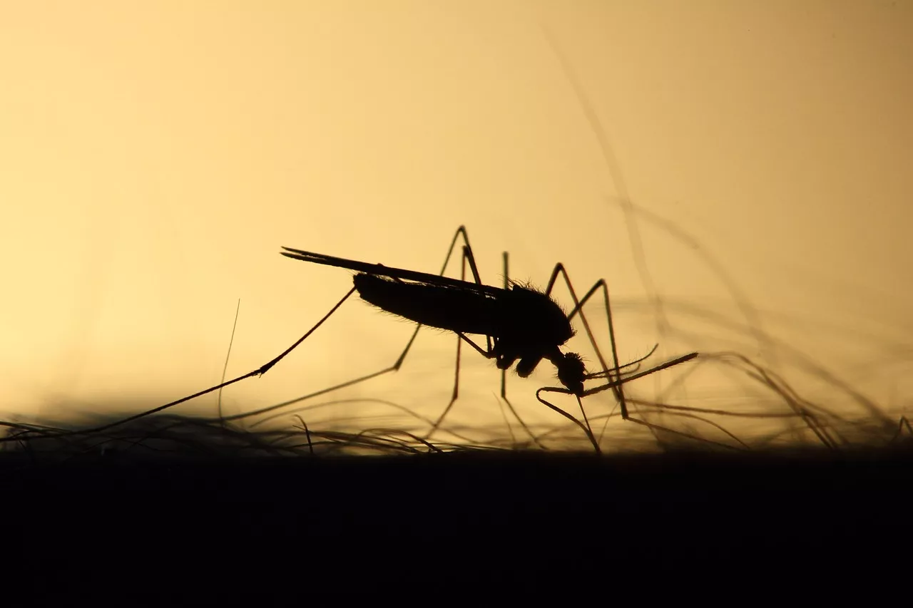 El mosquito es el principal transmisor del Virus del Nilo