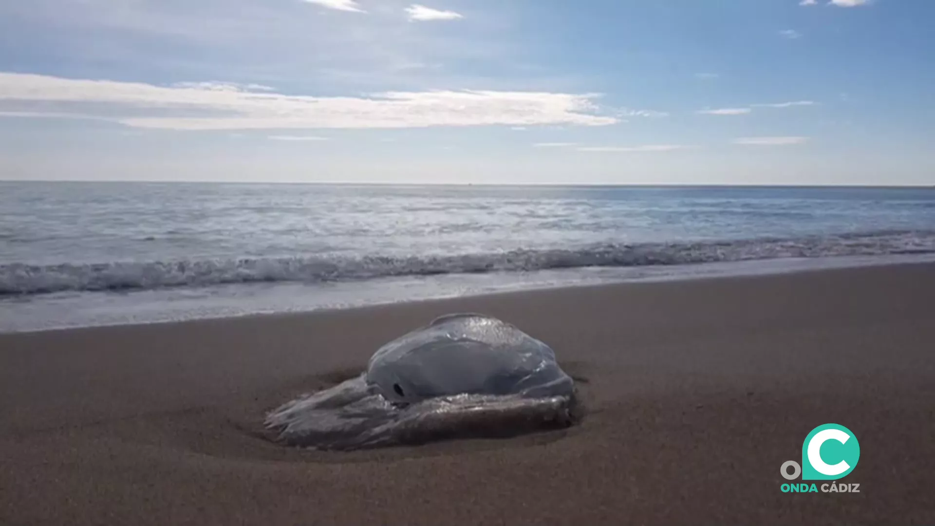 La llegada de medusas a la orilla suele atender a la temperatura cálida del agua