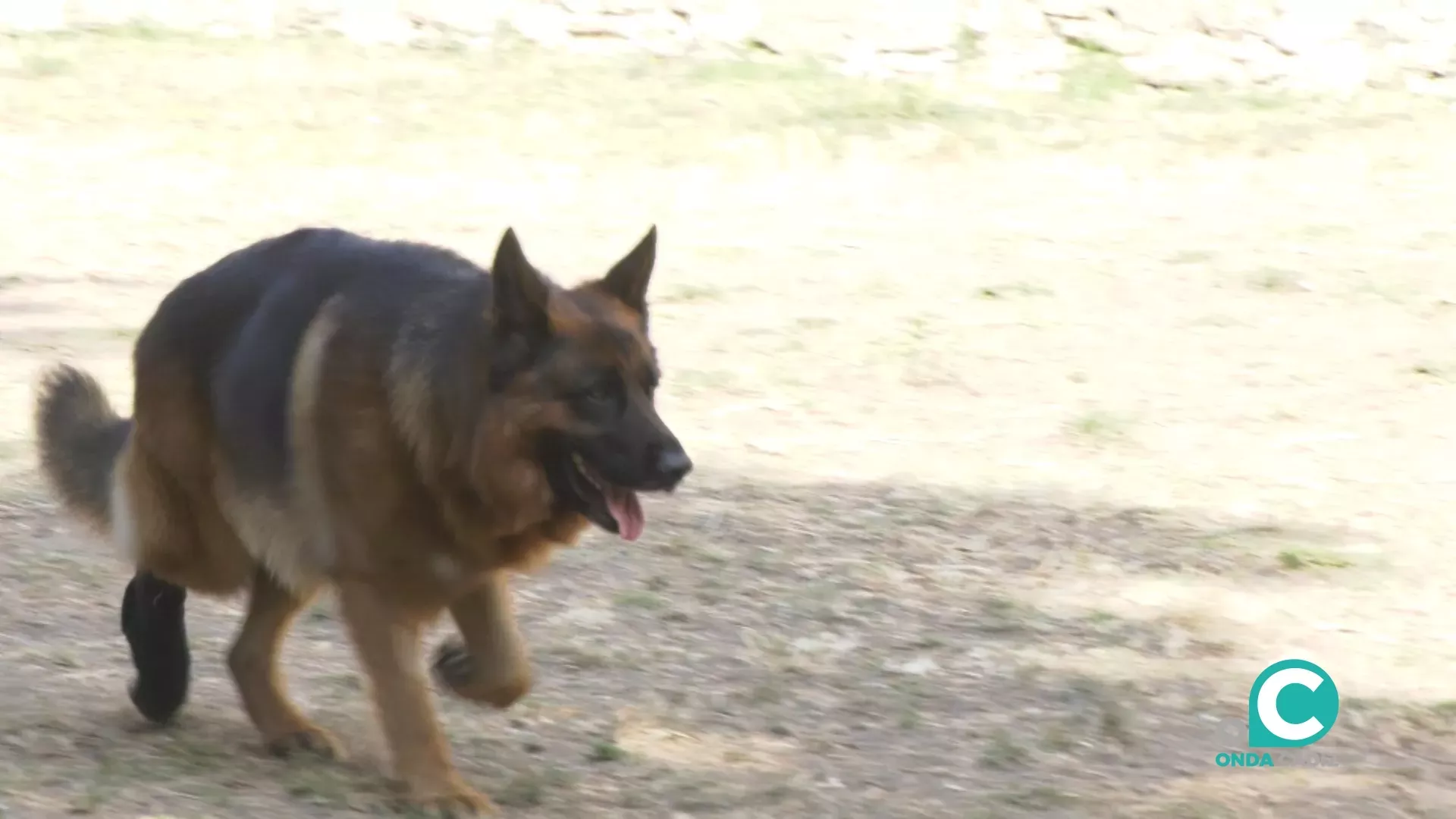 El perro es la mascota preferente entre los gaditanos.