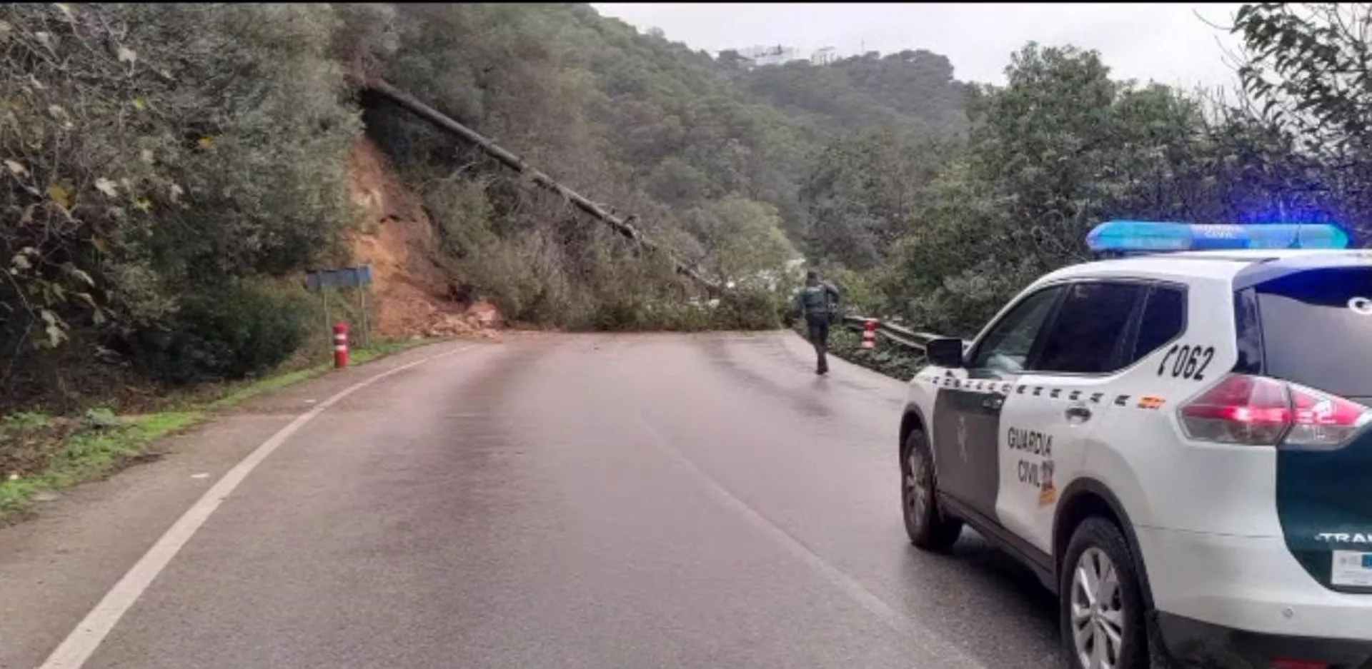 Un árbol obstruye la circulación en una carretera de Vejer