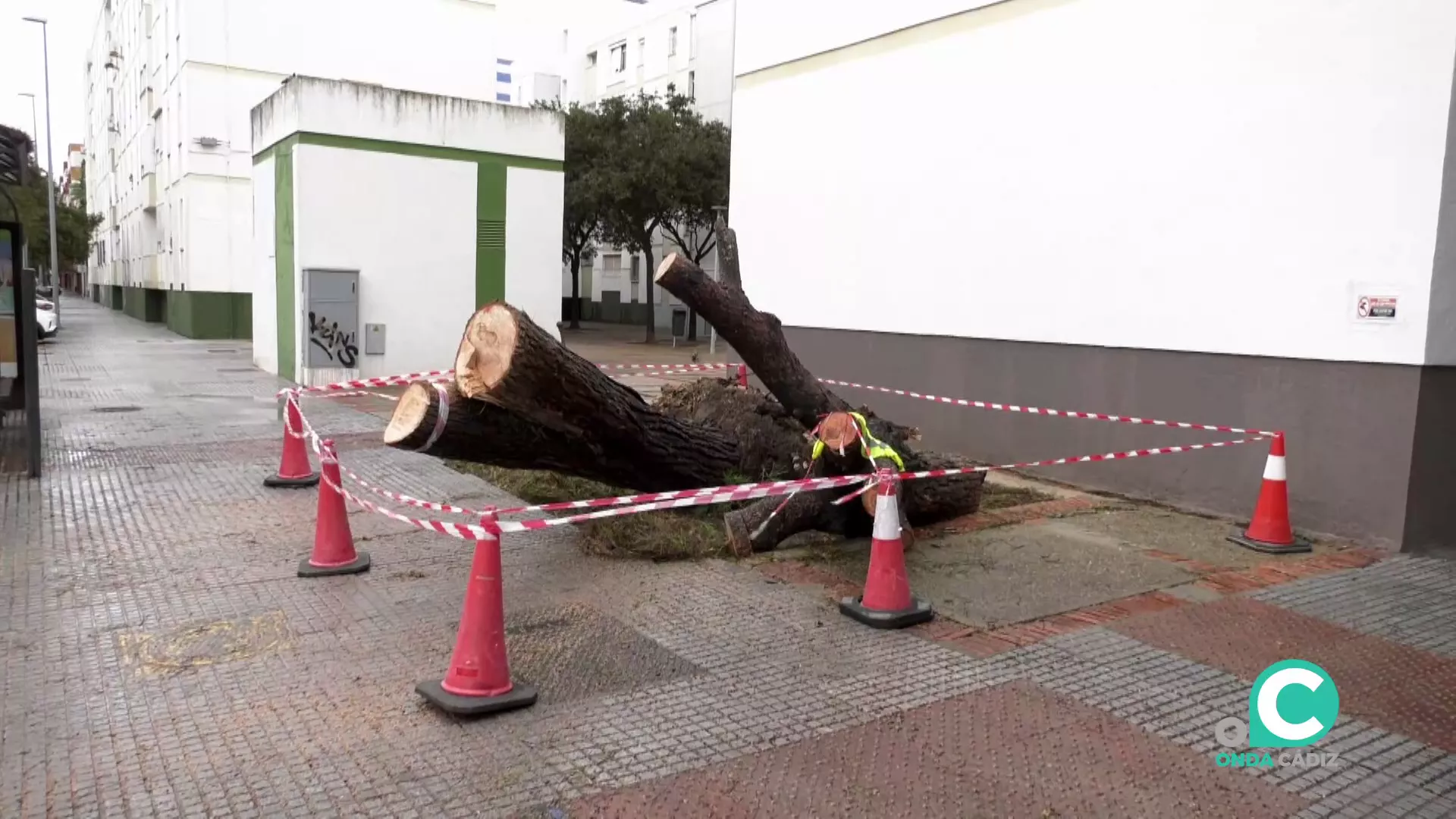 Un arbol dañado en la avenida del Guadalquivir