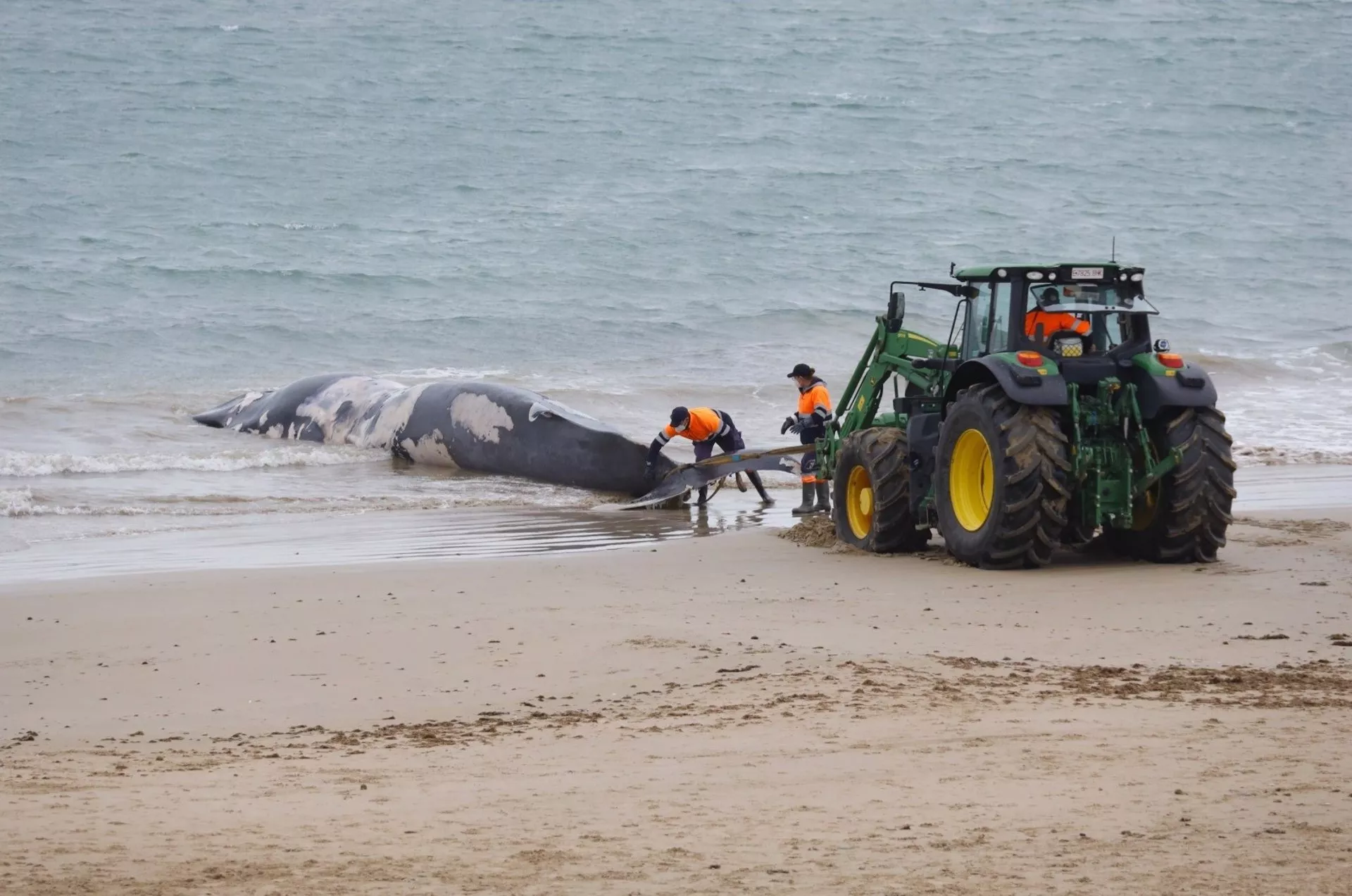 Momento del arrastre del animal marino fuera de la orilla por parte de operarios de limpieza municipales