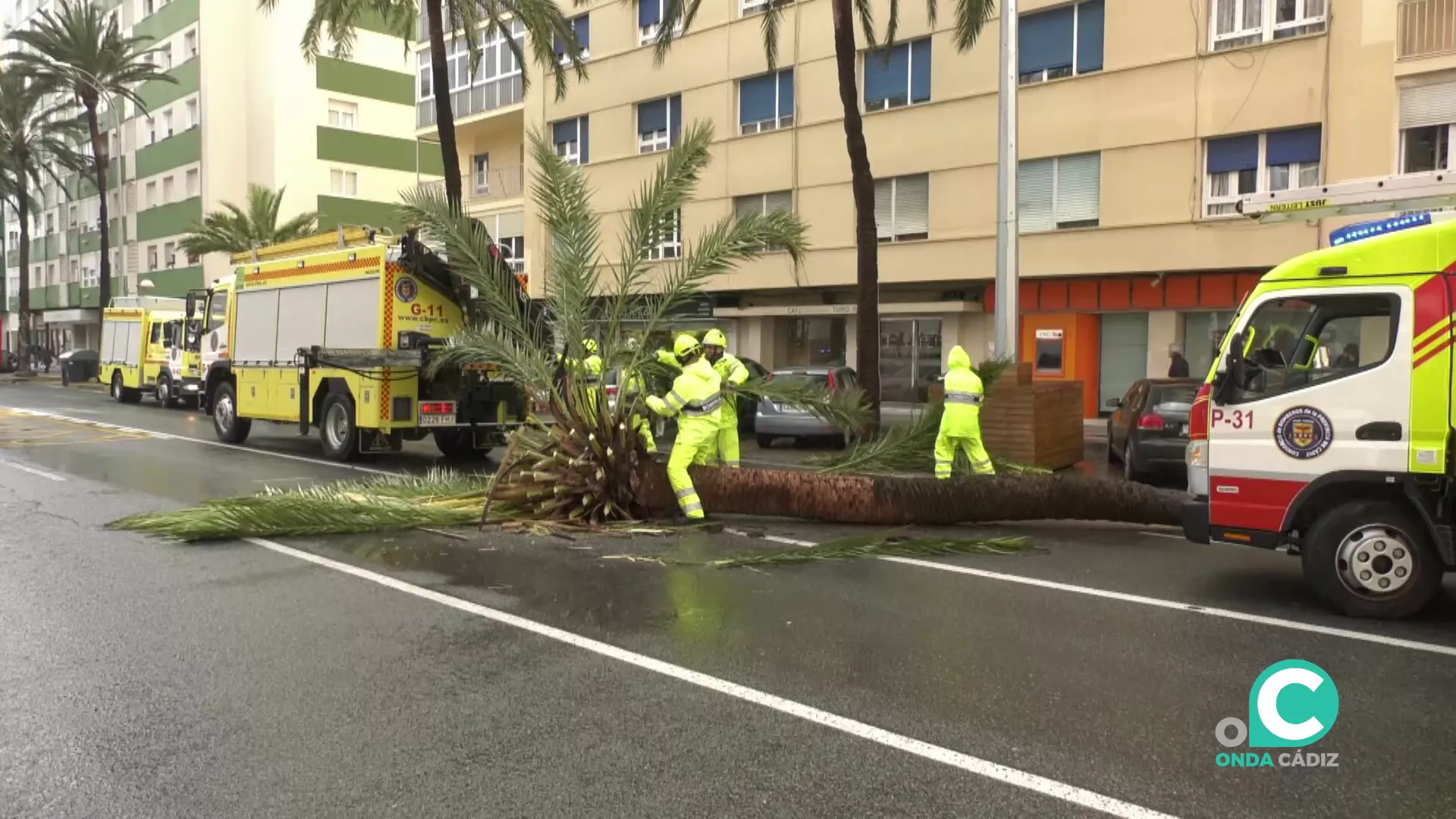 Operarios actuan para retirar partes del tronco derribado por las consecuencias de los efectos del temporal