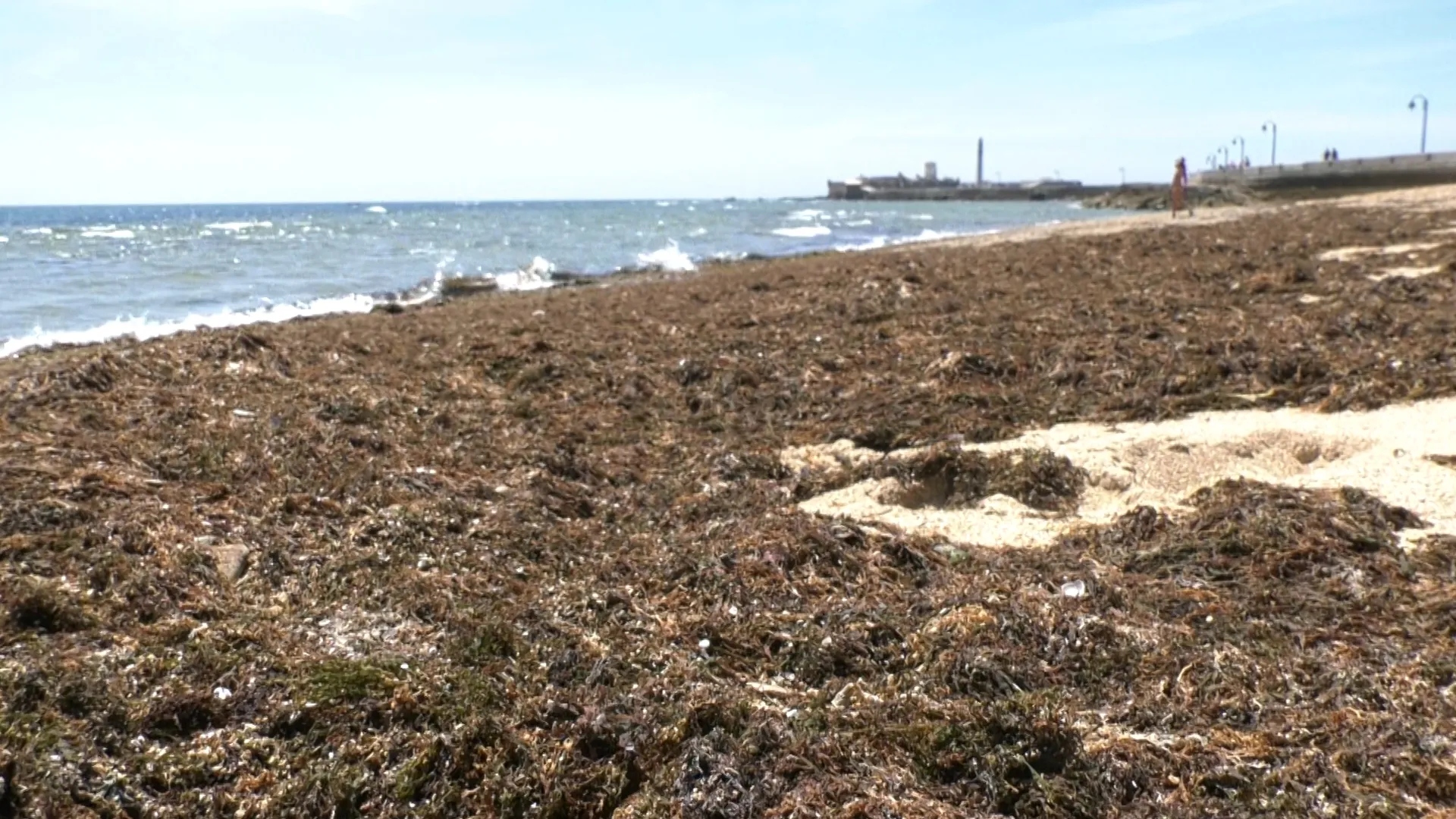 El alga asiática invasora reaparece en la playa de La Caleta. ...