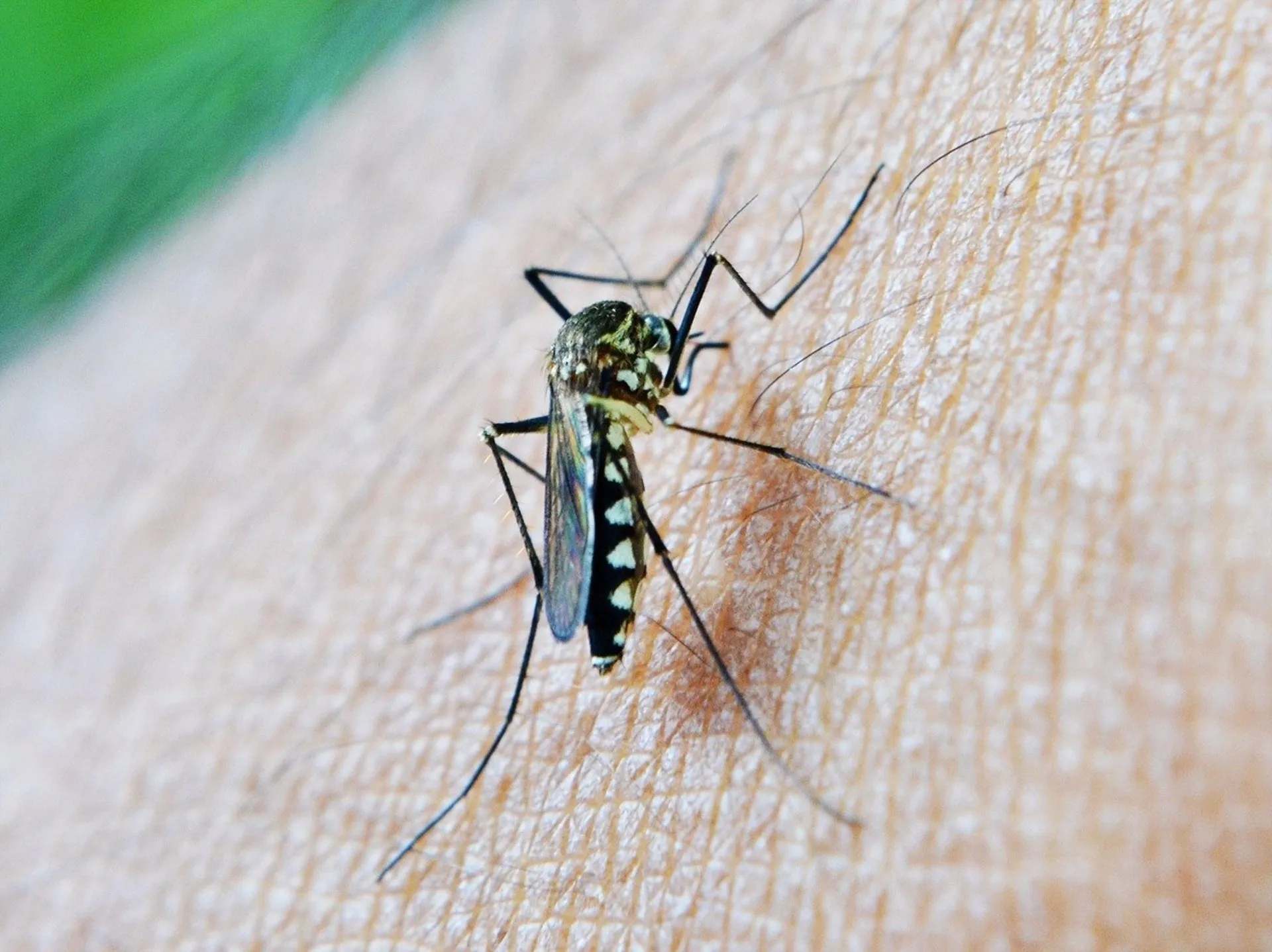 Imagen de archivo de un mosquito Imagen de archivo de un mosquito