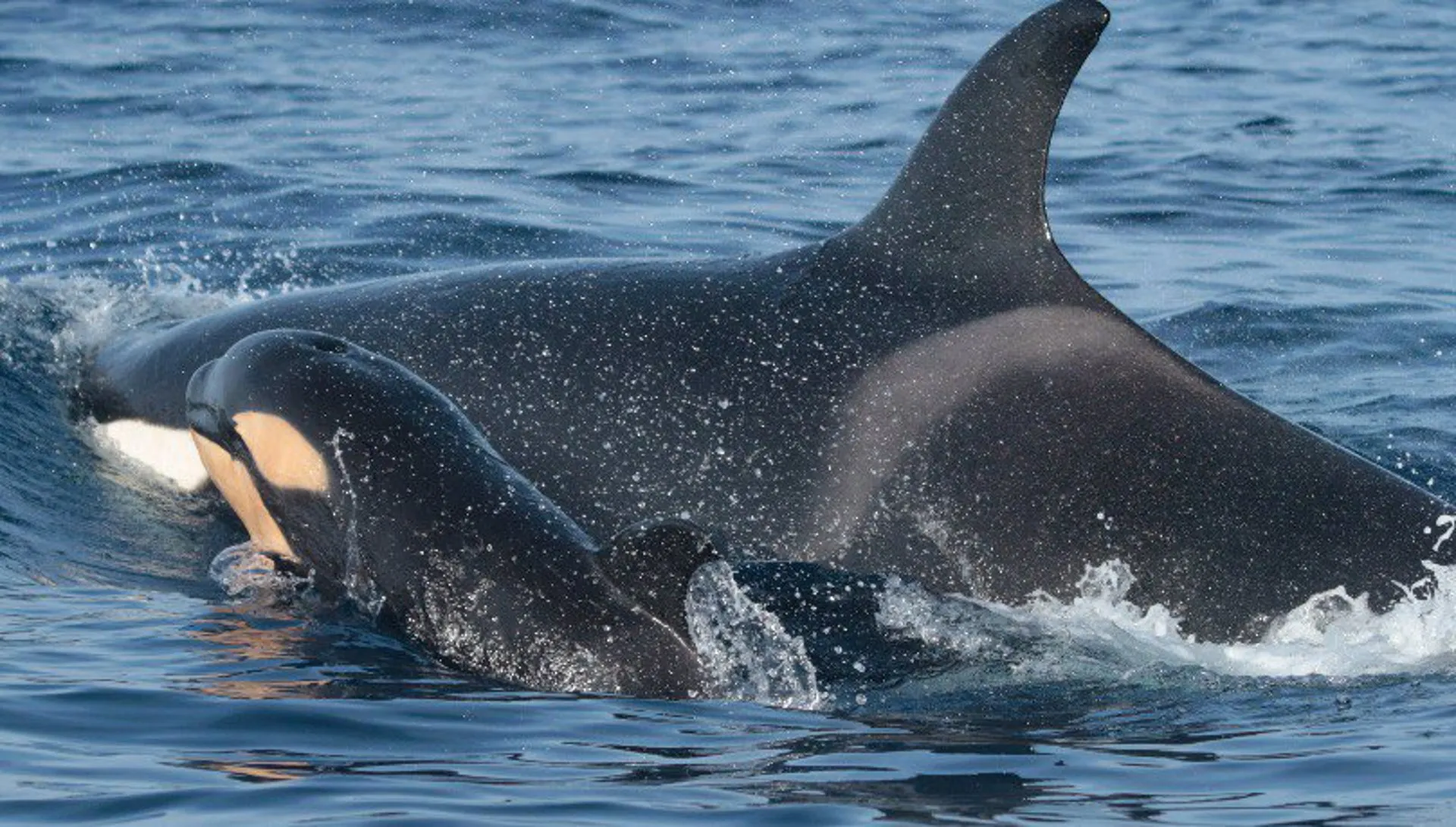 Orcas en una imagen de archivo del MITECO. ...