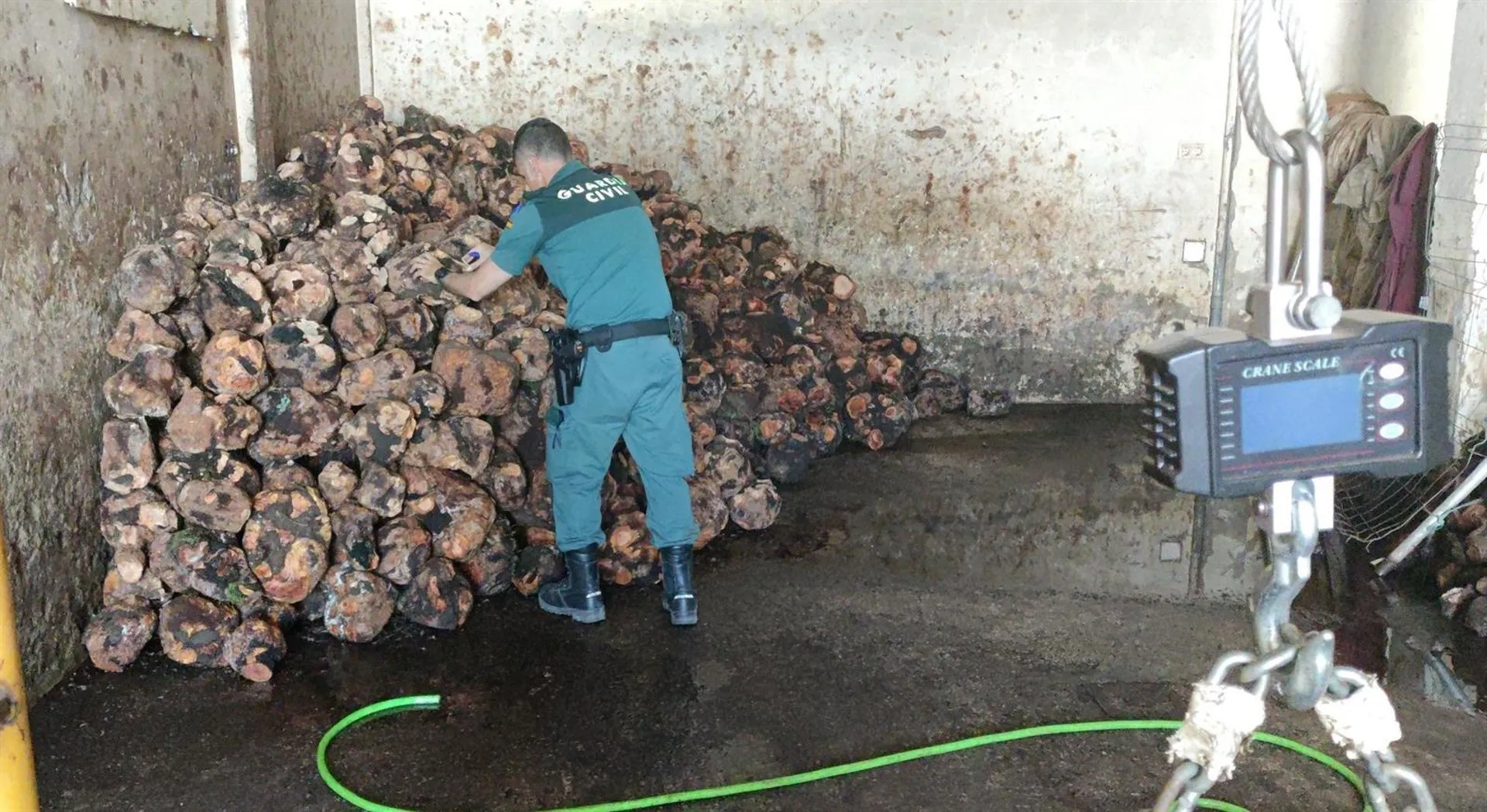 Un agente con las cepas de brezo halladas en la localidad gaditana Un agente con las cepas de brezo halladas en la localidad gaditana