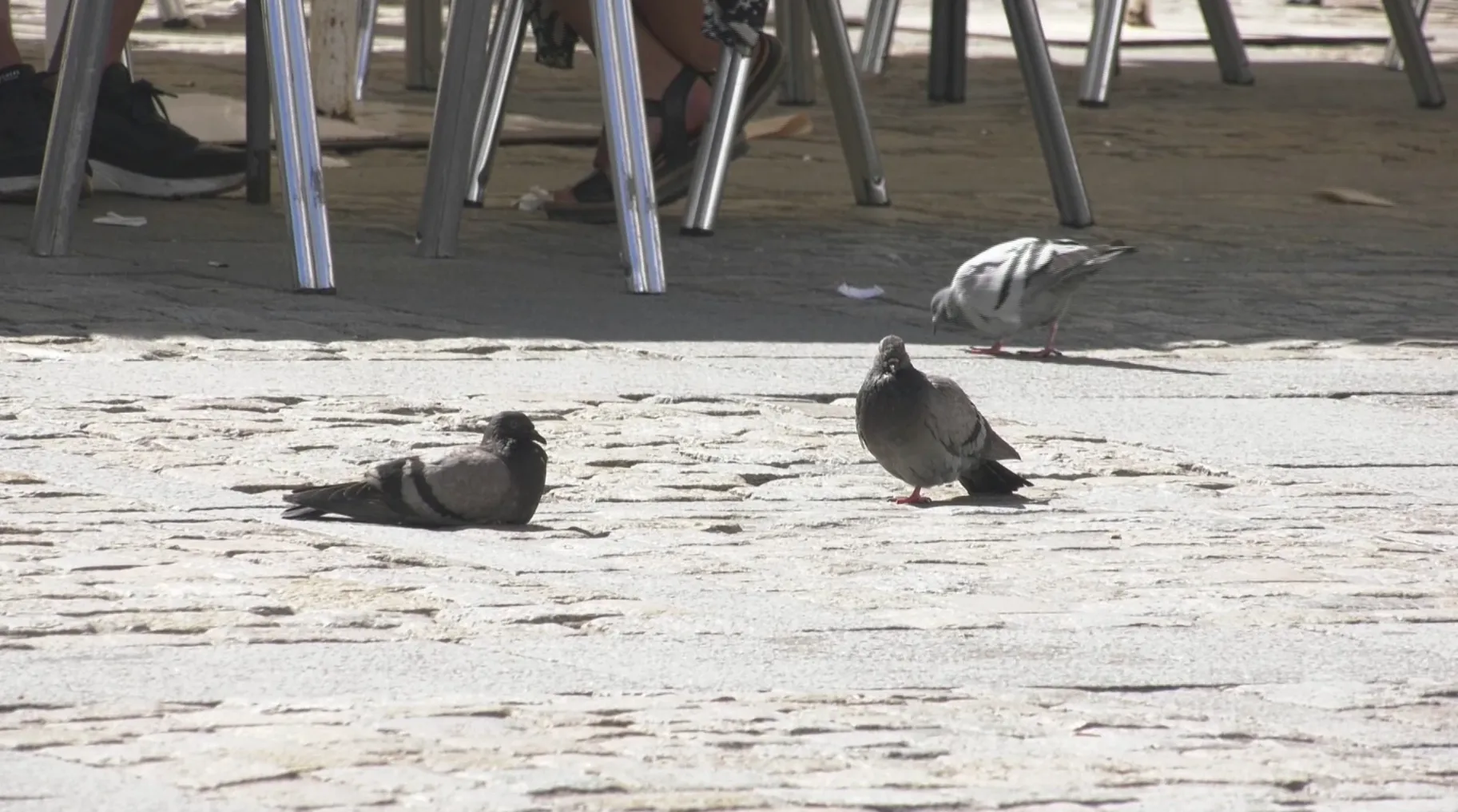 Palomas en la plaza de la Catedral Palomas en la plaza de la Catedral