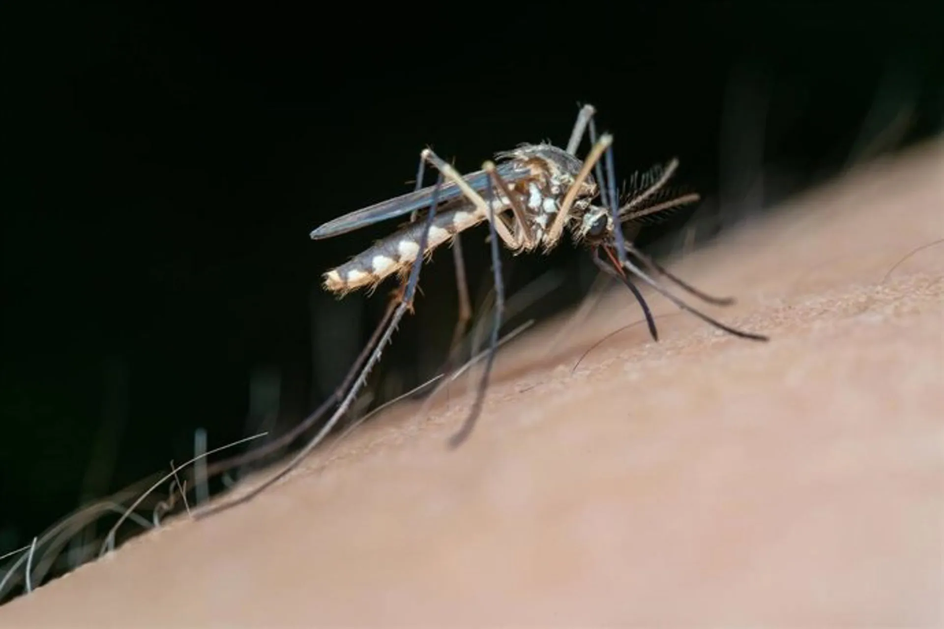 Un ejemplar de mosquito, vector de transmisión del virus del Nilo occidental. Un ejemplar de mosquito, vector de transmisión del virus del Nilo occidental.