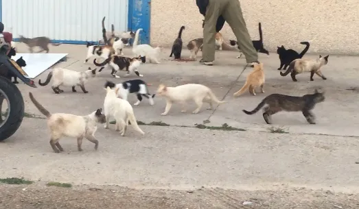 El Ayuntamiento ha sacado ha licitación el nuevo servicio para el control de colonias felinas Actualmente existen 19 colonias felinas y 257 gatos censados en la ciudad